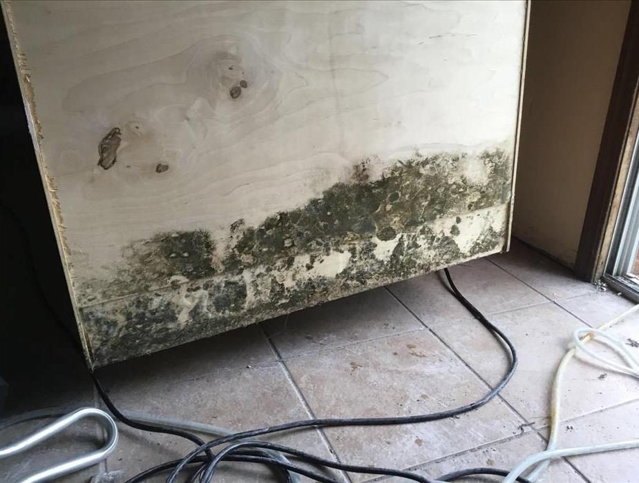Mold on kitchen cabinet